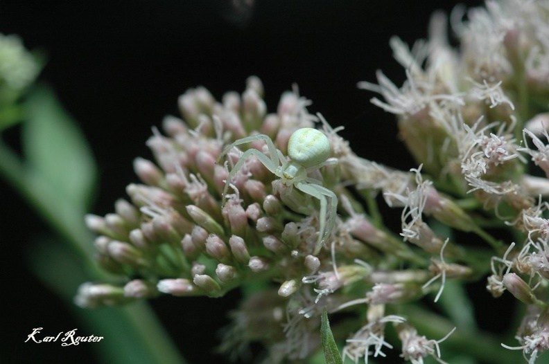 Veränderliche Krabbenspinne (Misumena vatia)